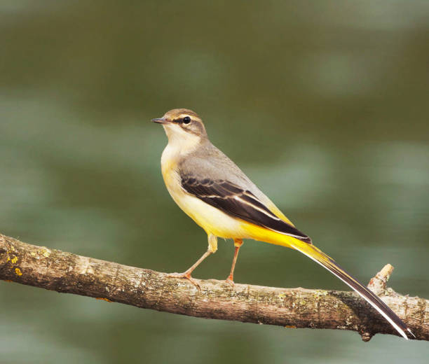 Magical Croatia wildlife pictures