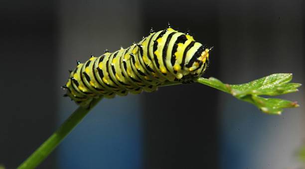 블랙 스왈로우테일 - butterfly swallowtail butterfly caterpillar black 뉴스 사진 이미지