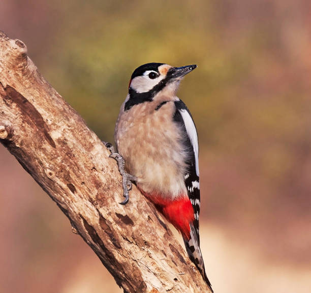 Magical Croatia wildlife pictures