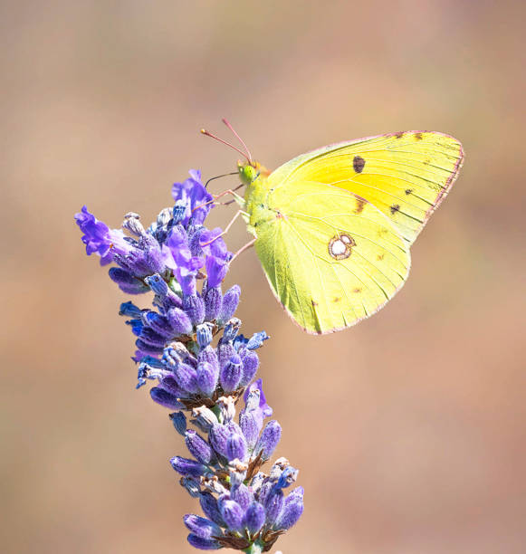 Magical Croatia wildlife pictures