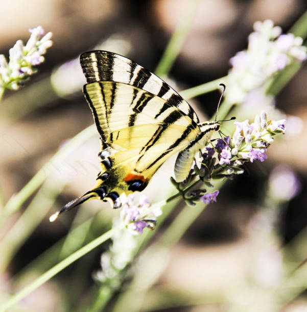 Magical Croatia wildlife pictures