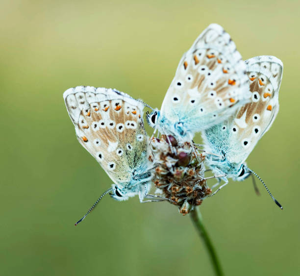 Magical Croatia wildlife pictures