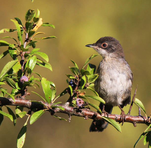 Magical Croatia wildlife pictures