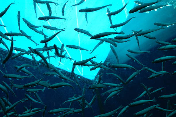 Muitos peixes em Luz e Fundo azul escuro - foto de acervo