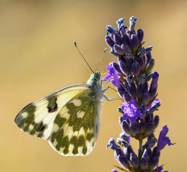 istock Magical Croatia wildlife pictures 1441914244