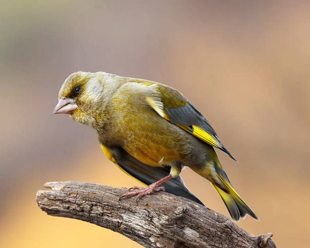 istock Magical Croatia wildlife pictures 1441914262