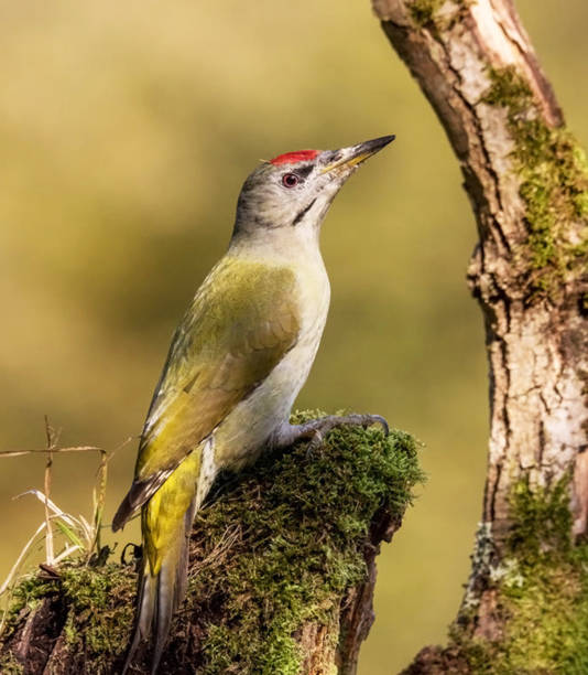 Magical Croatia wildlife pictures