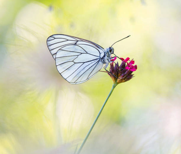 Magical Croatia wildlife pictures