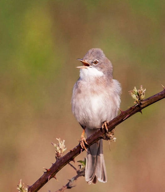 Magical Croatia wildlife pictures