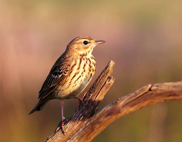 Magical Croatia wildlife pictures