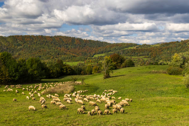 istock Sheep herd near Terchova, Mala Fatra, Slovakia 1441914492