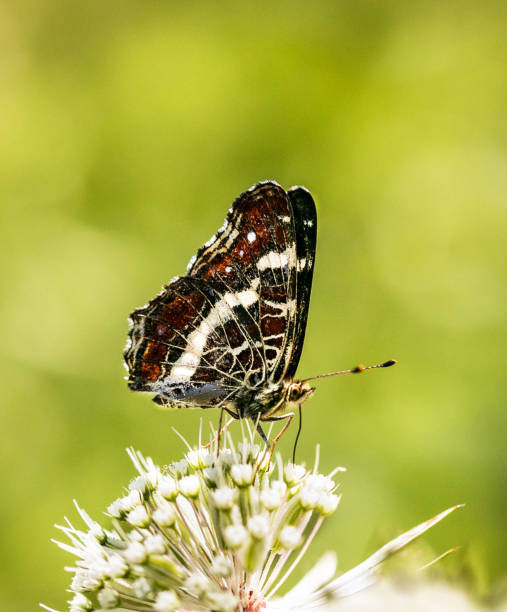 Magical Croatia wildlife pictures