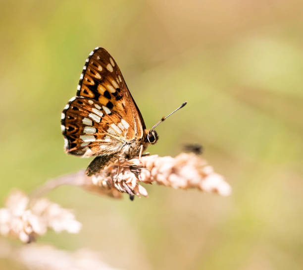 Magical Croatia wildlife pictures