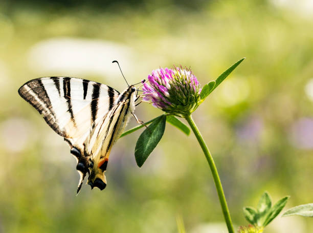 Magical Croatia wildlife pictures