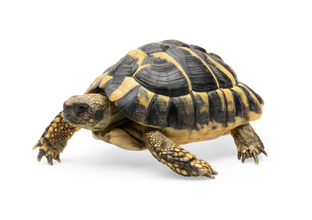 istock Herman's Tortoise against white background 1441914577