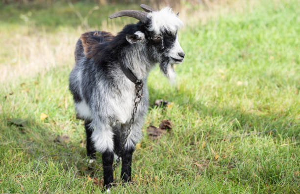istock goat grazing in the meadow 1441914602
