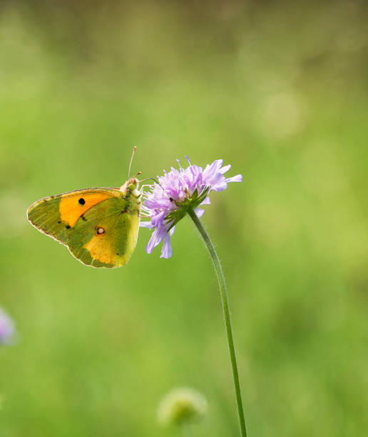 Magical Croatia wildlife pictures