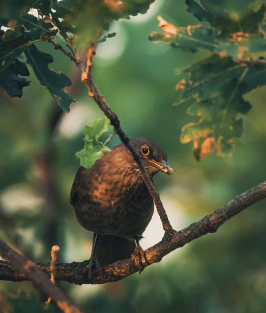 Magical Croatia wildlife pictures