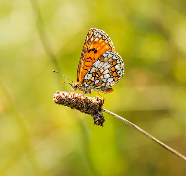 Magical Croatia wildlife pictures