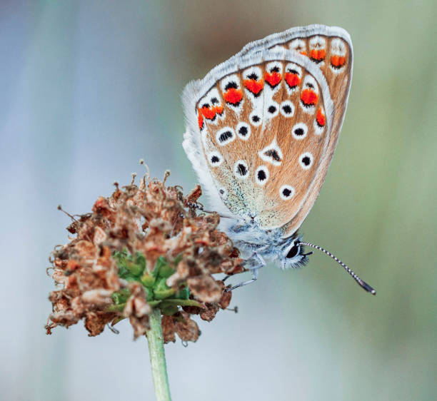 Magical Croatia wildlife pictures