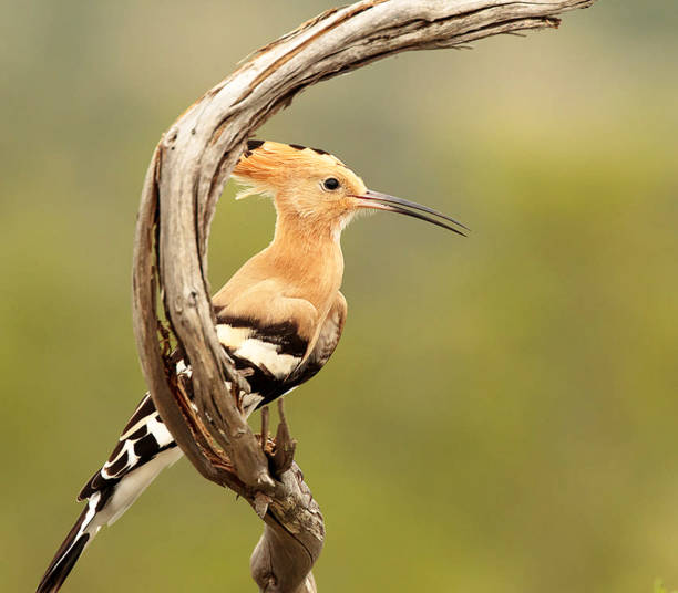 istock Magical Croatia wildlife pictures 1441914669