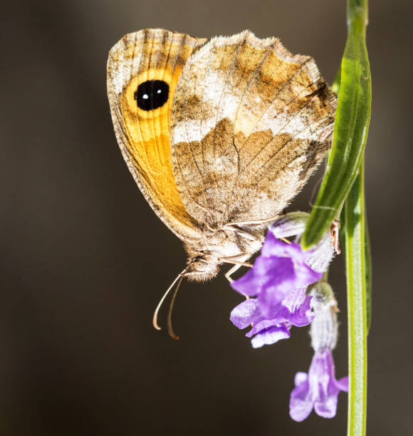 Magical Croatia wildlife pictures