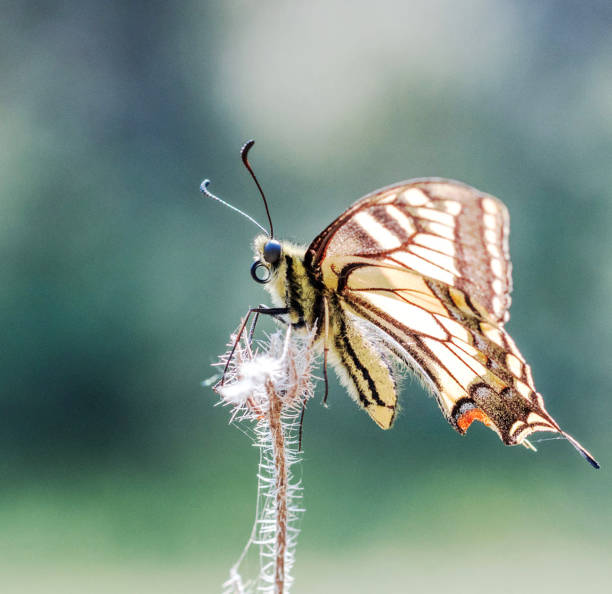 Magical Croatia wildlife pictures