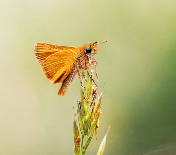 Magical Croatia wildlife pictures