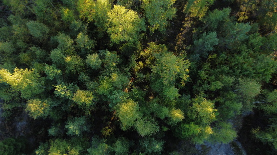 Swedish forest seen by a drone.