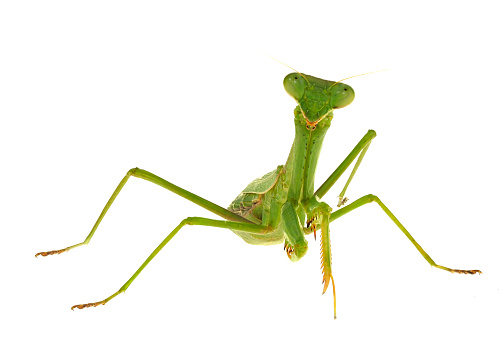 Elementary age boy uses magnifying glass to discover nature.   This curious, student explorer excitedly investigates a praying mantis, which he holds in his hand. Nature background. The child is of Asian, Indian, or Latin descent.  Science, education themes.
