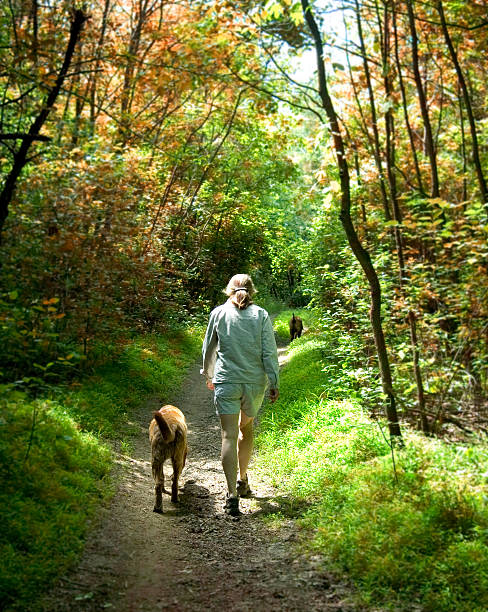 istock People walking in the woods on a nice sunny day 144191537