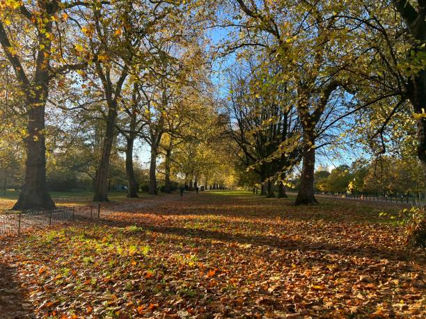 istock Autumnal Landscape 1441915808