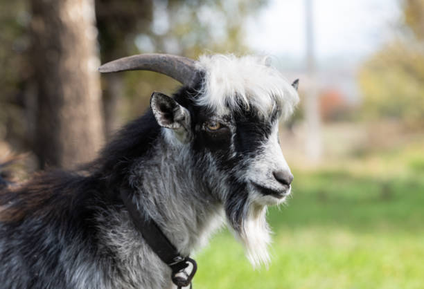 istock goat grazing in the meadow 1441915822