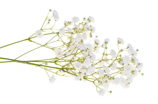 istock gypsophila isolated 1441916416