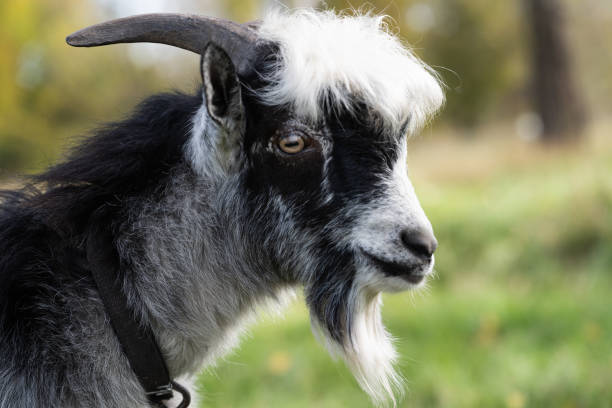 istock goat grazing in the meadow 1441916470