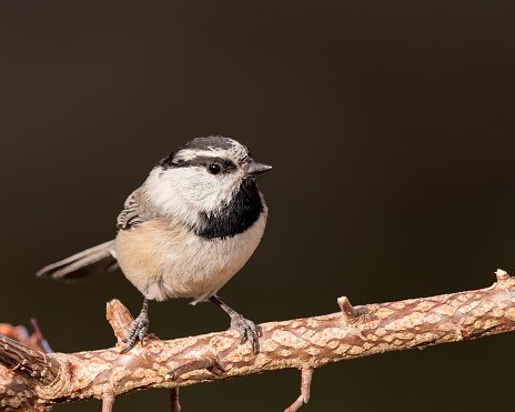 A Mountain Chickadee perches for a brief moment in Wyoming.