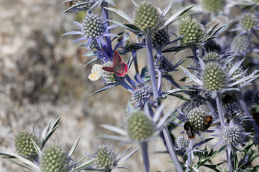 Beautiful Red Butterfly over Eryngium Alpinum Flowers, the alpine sea holly, alpine eryngo or queen of the Alps.