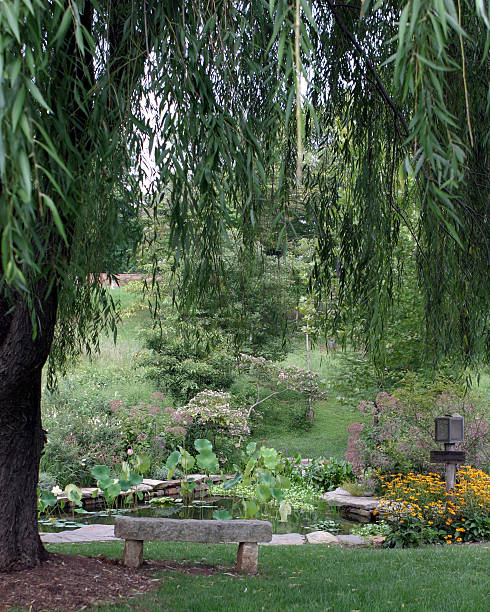istock Lotus Pond at Old City Cemetery 144191761