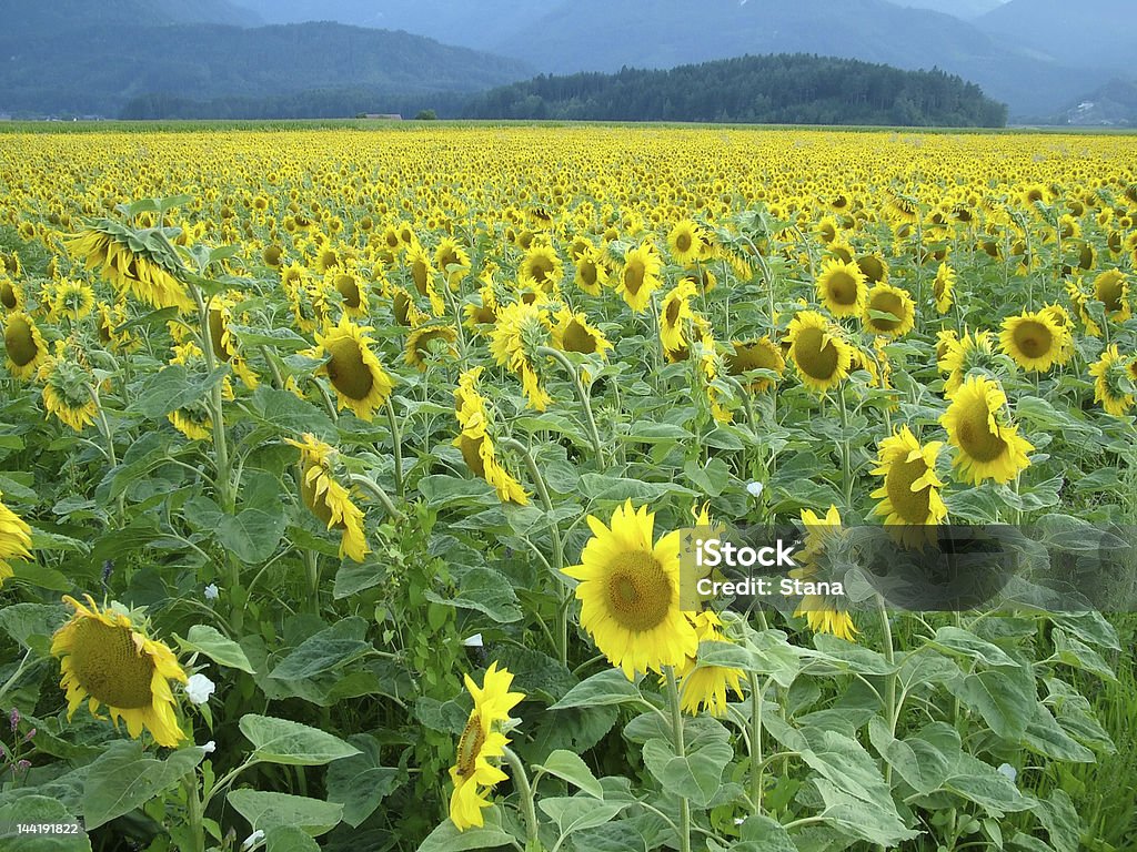 Sunflowers campo 01 - Foto de stock de Agricultura libre de derechos