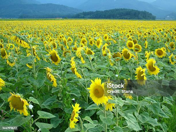 Sunflowers Campo 01 Foto de stock y más banco de imágenes de Agricultura - Agricultura, Agua, Amarillo - Color