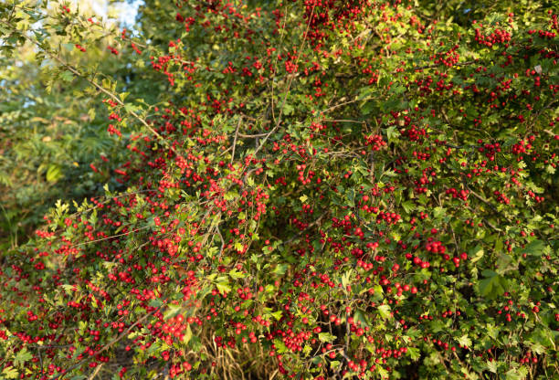 istock background of red hawthorn berries 1441918502