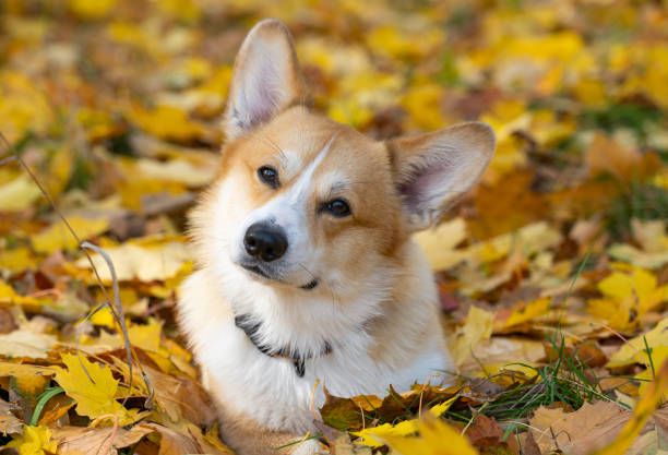 istock corgi welsh pembroke on a walk in autumn 1441918880