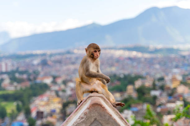 Monkey in Swayambhunath Stupa, the Monkey Temple, in Kathmandu, Nepal.