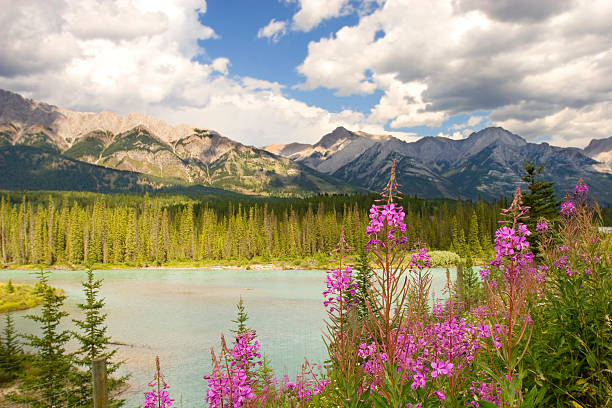 istock An outdoor scene with mountains, a river and flowers 144191952