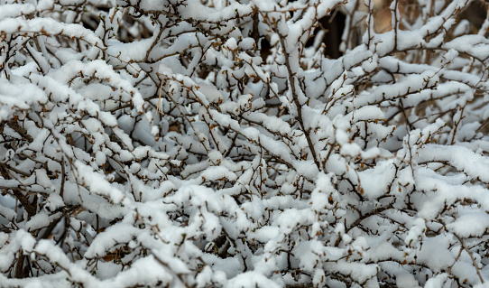 Tangle Of Branches Covered In Snow in Grand Canyon National Park