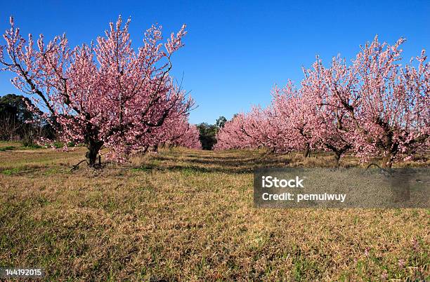 Photo libre de droit de Fleur De Pêcher banque d'images et plus d'images libres de droit de Agriculture - Agriculture, Arbre, Arbre en fleurs