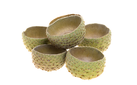 acorn caps isolated on white background