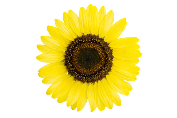 istock beautiful sunflower flower 1441920285