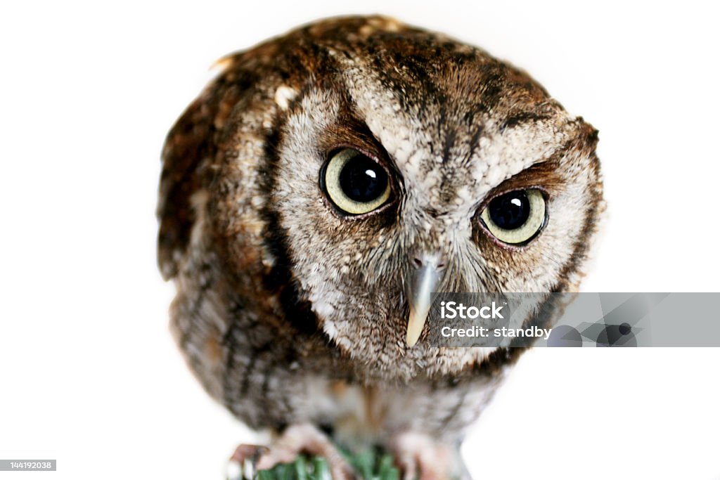 Que um Hoot - Foto de stock de Coruja - Ave de rapina royalty-free