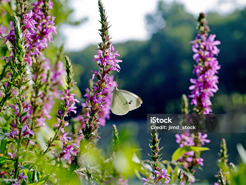 Butterfly on Heather - Dark Cabbage white butterfly sips nectar from a heather blossom.  Backlit against dark background. Blossom Stock Photo